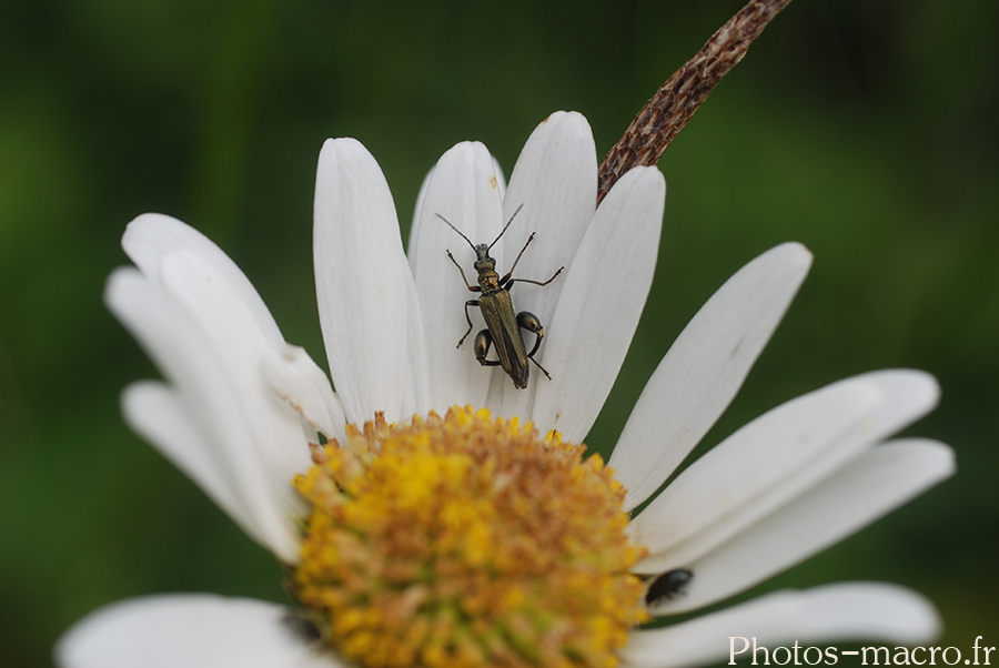 Oedemera flavipes